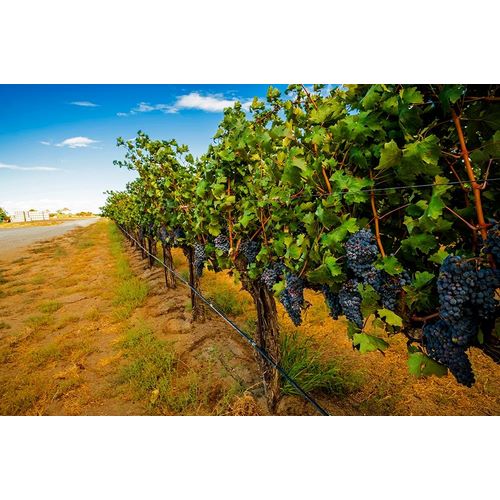 Washington State-Red Mountain Cabernet Sauvignon in Yakima Valley vineyard